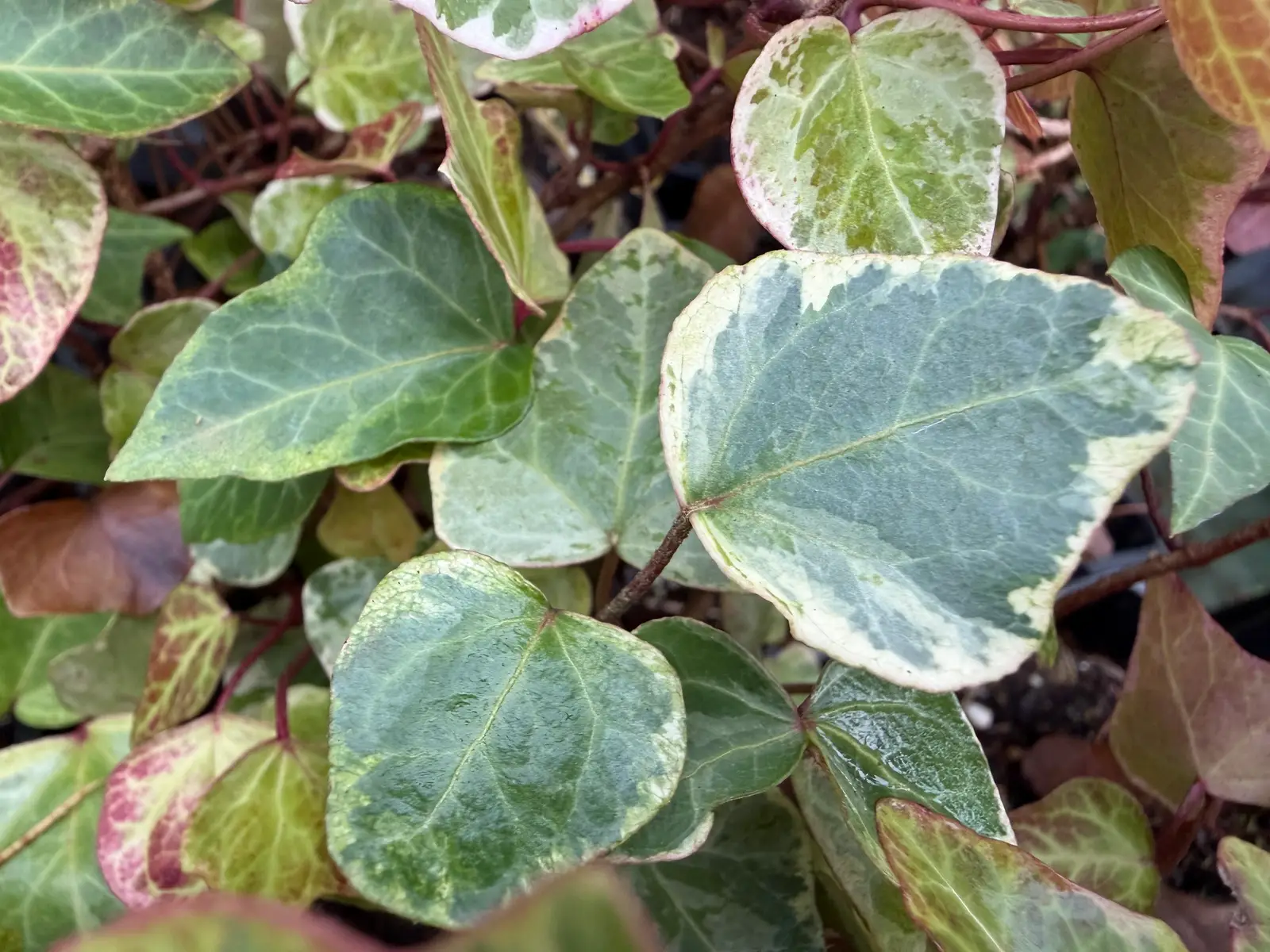 Hedera helix 'Sainte-Maxime'