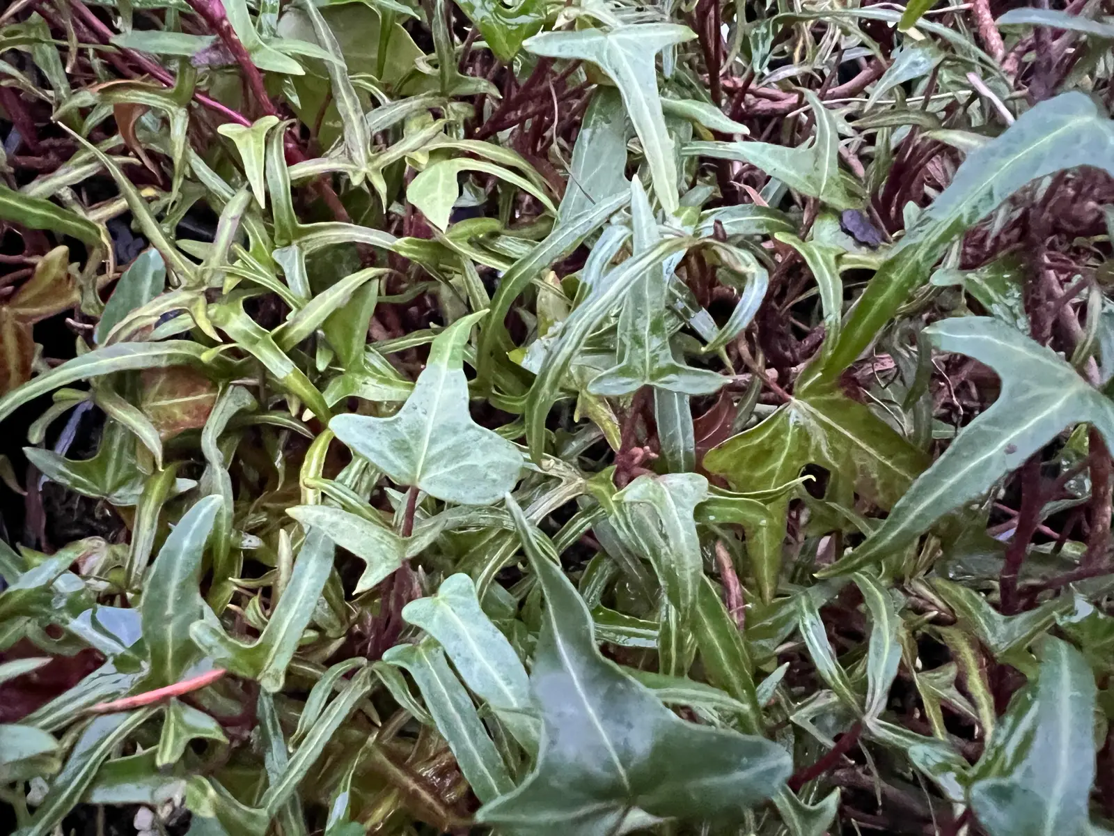 Hedera helix 'Salomé'