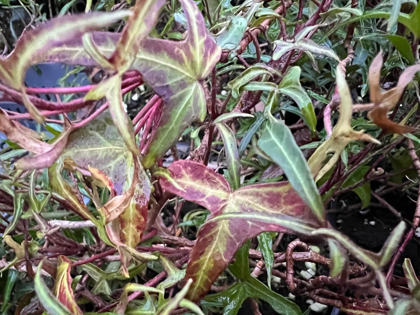 Hedera helix 'Salomé'