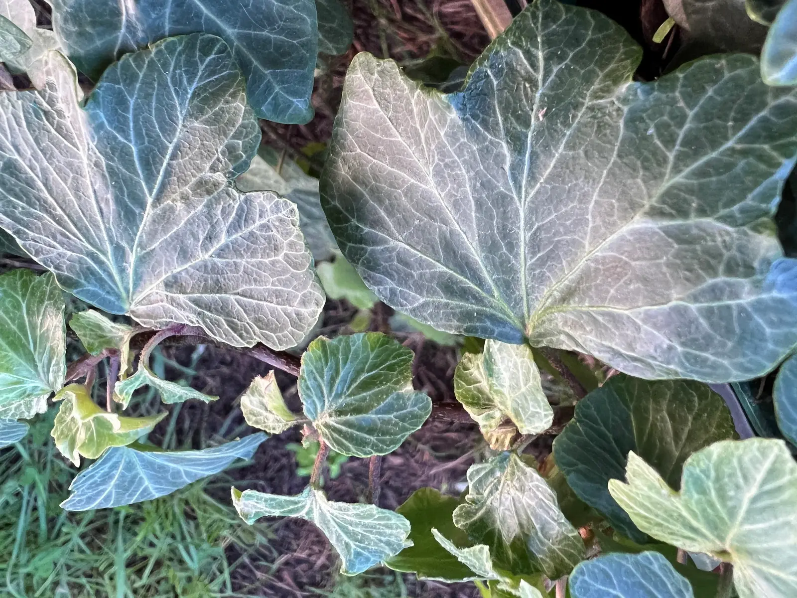 Hedera helix 'Pink Shell'