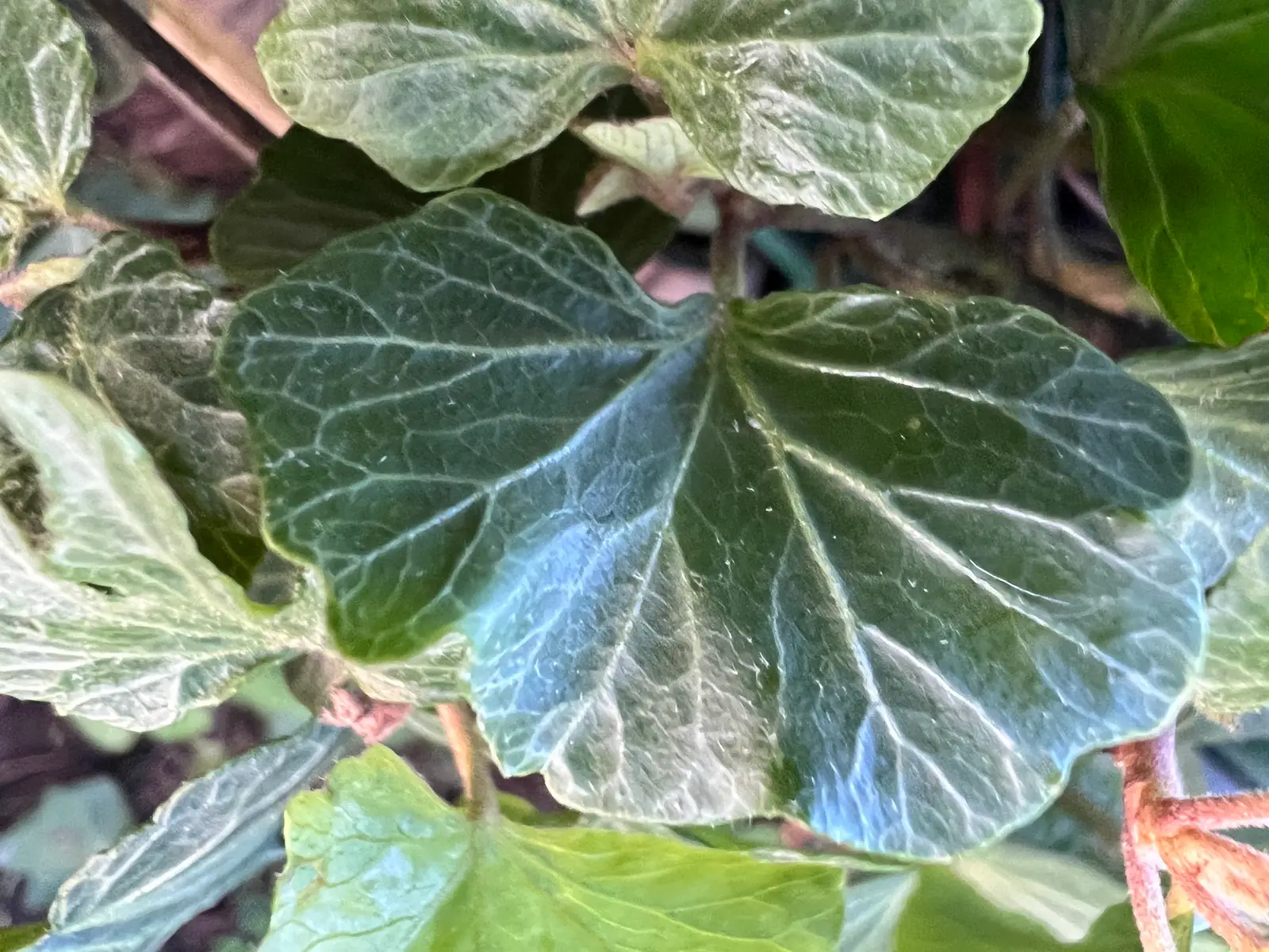 Hedera helix 'Pink Shell'