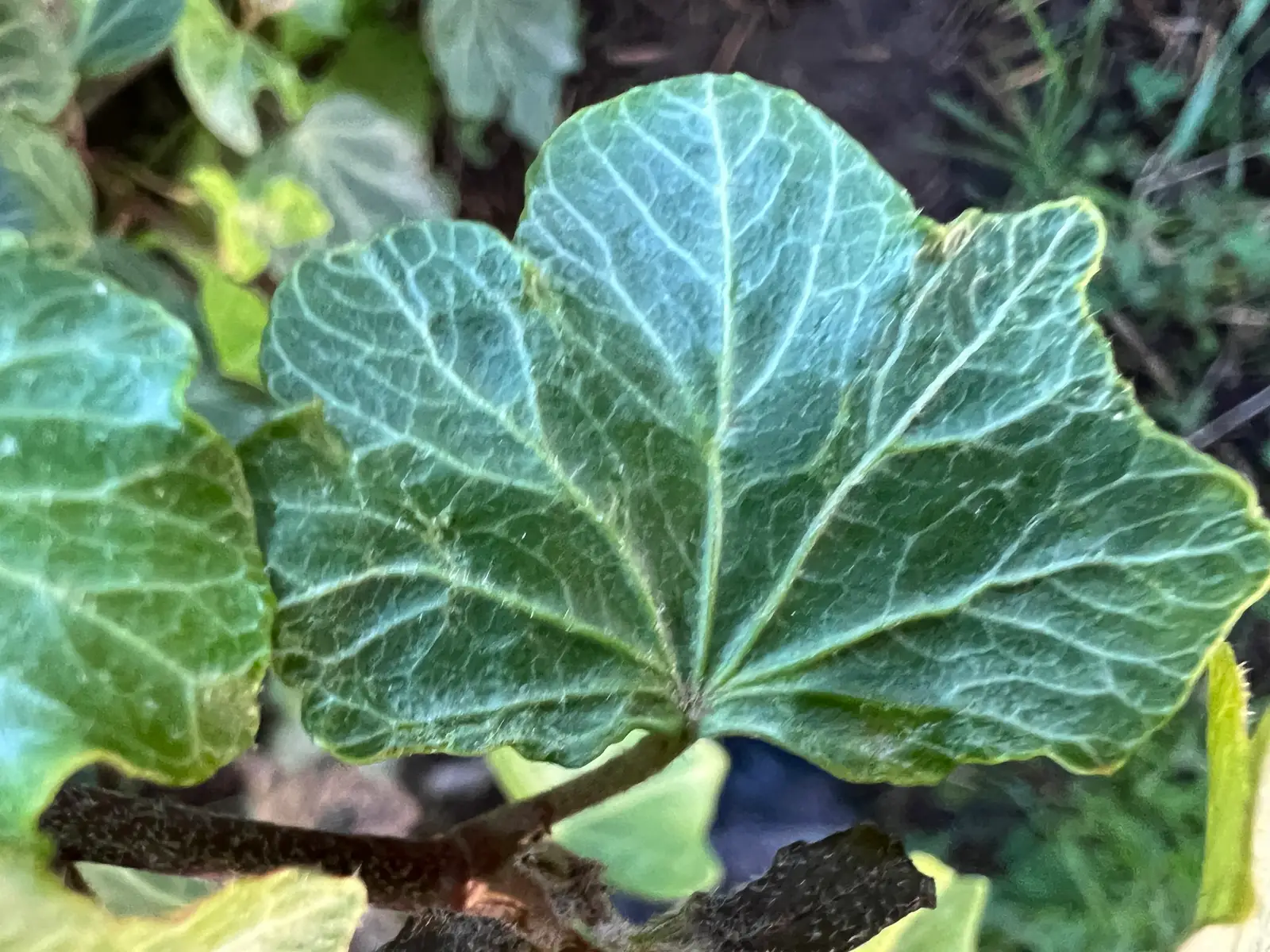 Hedera helix 'Pink Shell'