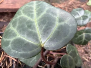 <em>Hedera helix</em> &lsquo;Typ Neuss&rsquo;