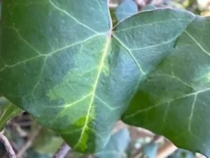 Hedera rhombea 'Eastern Dawn'