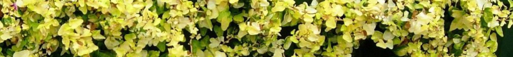 Yellow ivy