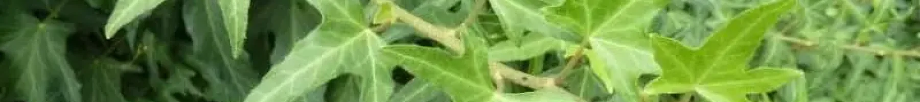 Lierre à développement rapide